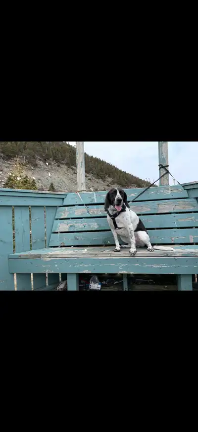 Beagle cape shore water dog mix, View more