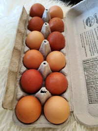 @@ EGGS~FREE RANGE~FARM FRESH~GREEN PASTURE RASED