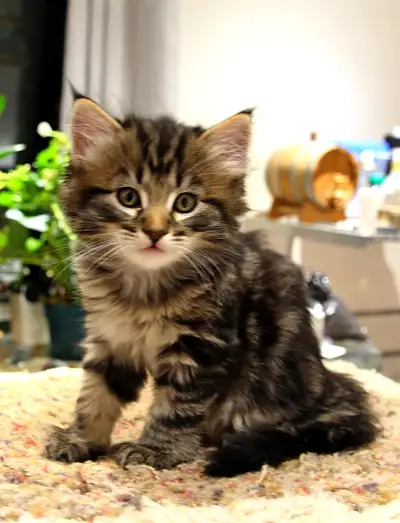 We have two sweet and playful kittens looking for their forever homes! Male kitten (first two photos...