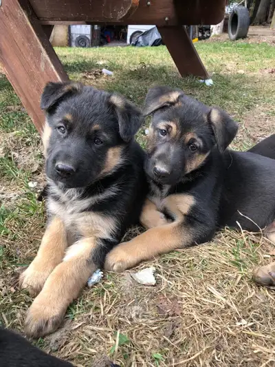 Superbes chiots Berger Allemand Pure Race Enregistrés !, View more