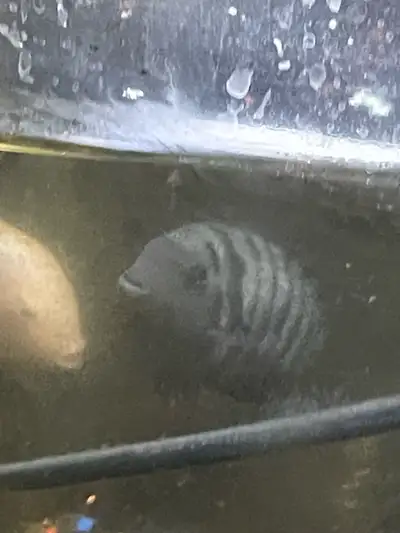 Convict cichlids, View more