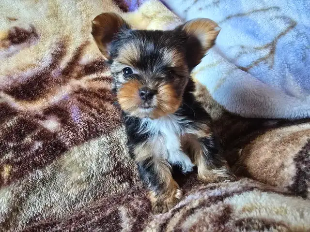Tiny Yorkies in Dogs & Puppies for Rehoming in Winnipeg - Image 8