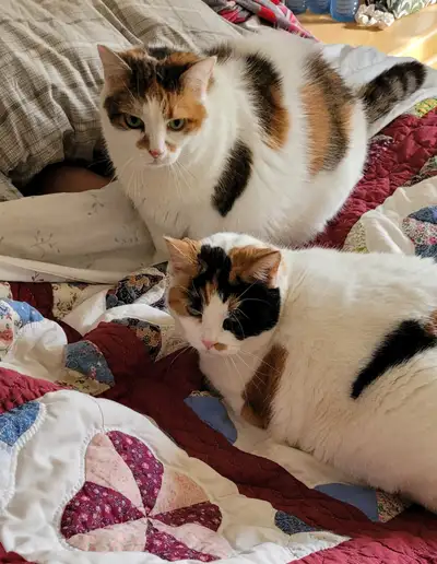 Two Friendly INDOOR Calico Cats, View more