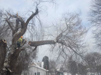 Tree Service Care Cleaning 