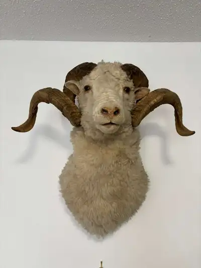 Ram Taxidermy Animal Head Mount. Great condition. *Price negotiable* Direct Message for additional p...