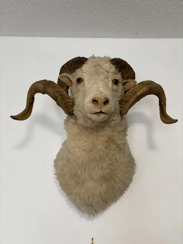 Ram Head Taxidermy Wall Mount in Arts & Collectibles in Ottawa - Image 2