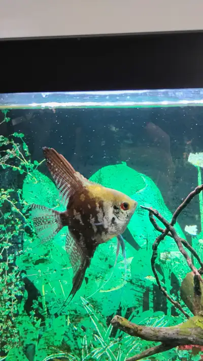 Healthy Leopard Angelfish, View more