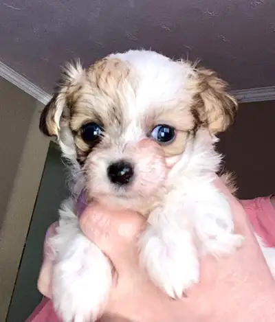 Chihuahua-Poodle puppies, View more