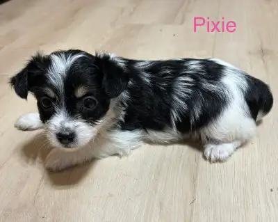 4 adorables femelles Morkie ( Yorkshire x Bichon )sont à la recherche de leur famille pour la vie! -...