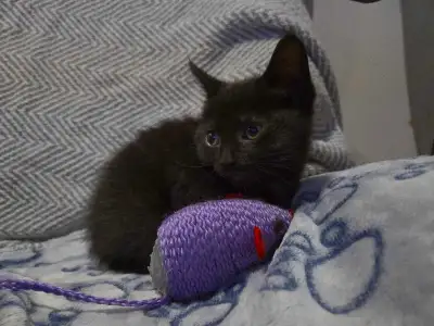 black kitten, View more