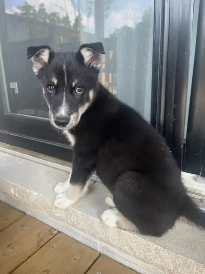husky german sheppard beautiful boy, View more