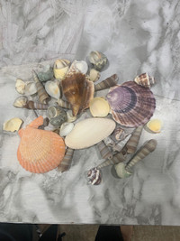 Seashell mixed 