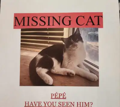Last seen July 22 in Deer Park Village area He is very friendly & very vocal He had a collar with hi...