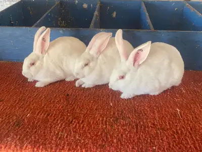 These adorable, fluffy, white rabbits are looking for a new home! They are healthy, well-fed, and re...