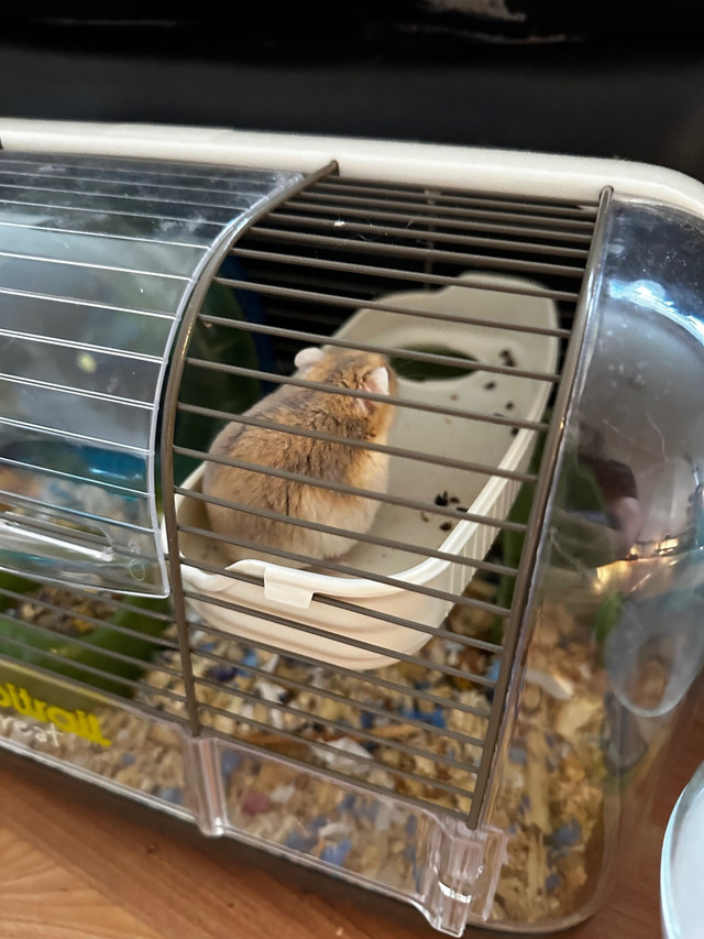 Hamster.   dans Autre  à Lévis