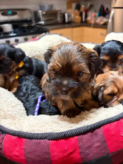 Yorkie-Poo Puppies, View more