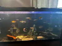 Lots of fish 