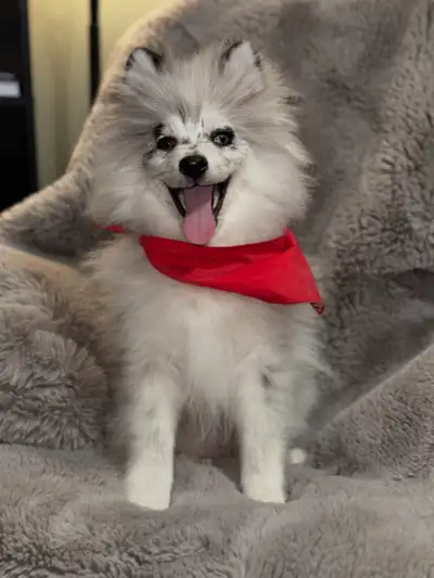 Pomsky F4, View more