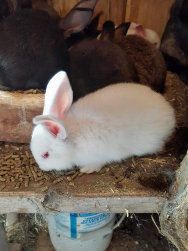 Rabbits , Flemish , meat or pets Livestock Woodstock Kijiji