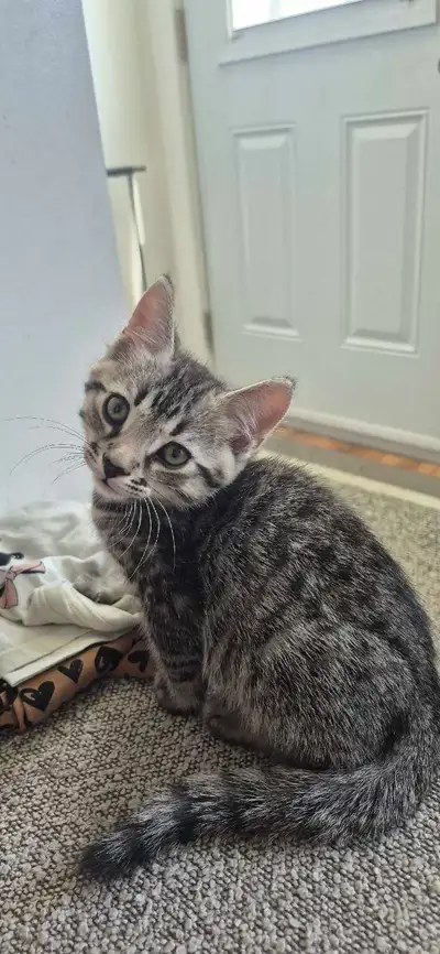 Chaton a adopter, View more