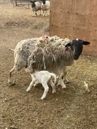 Dorper ewe with lambs