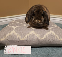 Purebred Holland Lop Rabbits for Sale Available Immediately