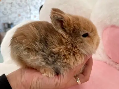 Netherland Dwarf Bunnies – The Tiniest & Cutest Companions Ever, View more