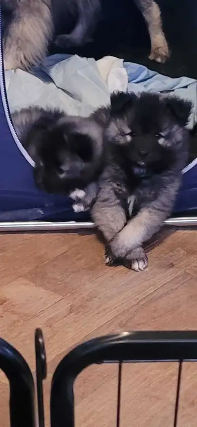 Chiots Keeshond Puppies pur, View more