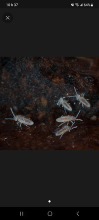 Springtails/collemboles 