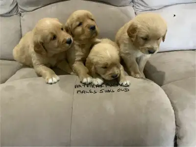 GOLDEN RETRIEVER PUPPIES, View more