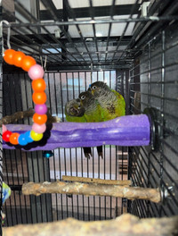 3 green cheek conures- super friendly. Under a year old. 