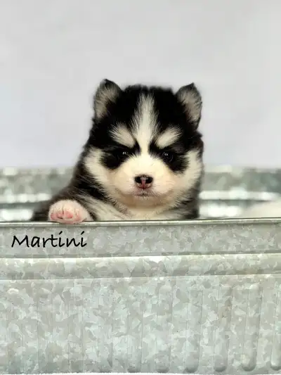 Premium Pomsky Puppies, View more