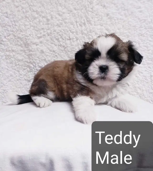 Shih tzu puppies (do not reply to this ad) in Dogs & Puppies for Rehoming in Winnipeg - Image 5