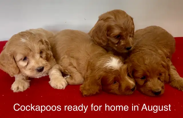 ❤️Mini and small / medium goldendoodles and cockapoos in Dogs & Puppies for Rehoming in Hamilton - Image 8