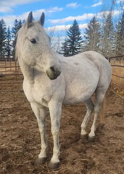 Older mare suitable for a companion. No longer breeding sound or riding sound. Would be a good tease...