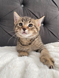Bengal mixed kittens - rehoming