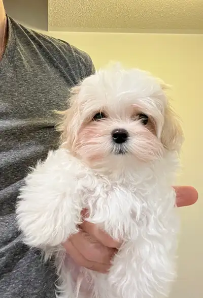 Small White Maltese Puppy - Teddy Bear Face, View more
