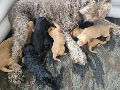 Ethically Bred - Non-shedding Double Doodles Available, View more