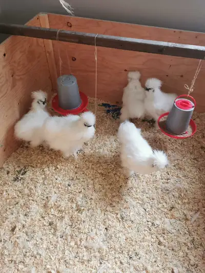 3 month Silkie flock, View more