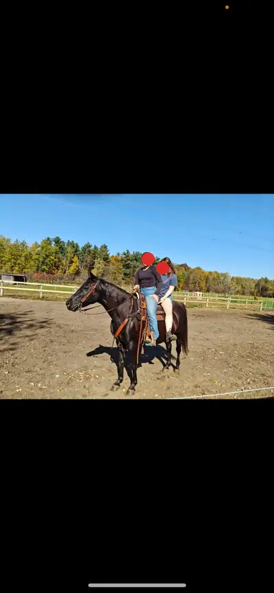 maggie soul is a beautiful 8 year old, she can walk,trot,lope she knows the barrel pattern can bath...