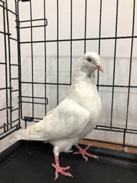 Pakistani Silkoti pigeons