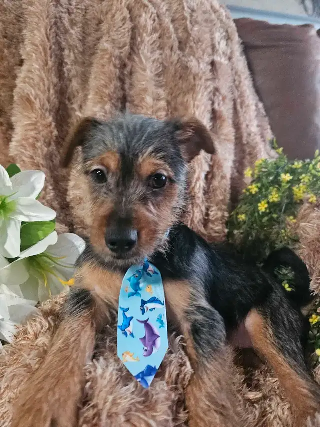Magnifique chihuahua melanger** woww  quel beaute** in Dogs & Puppies for Rehoming in City of Montréal - Image 2