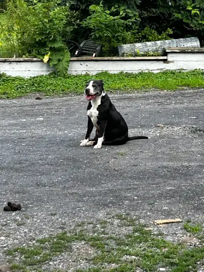 beautiful dog for rehoming, View more