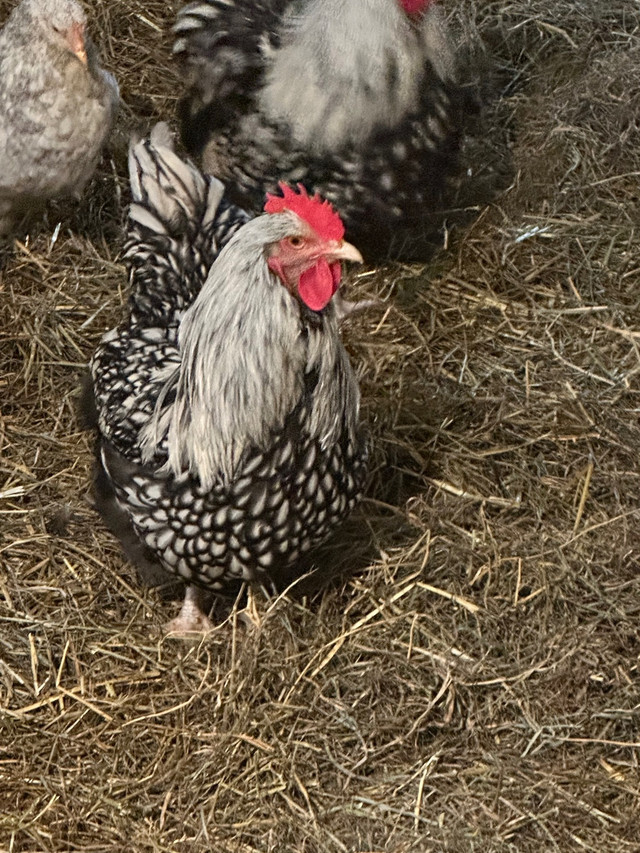 Silver Laced Orpington Rooster in Livestock in Oshawa / Durham Region - Image 3