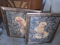 Framed Parrot Pictures--Brand New