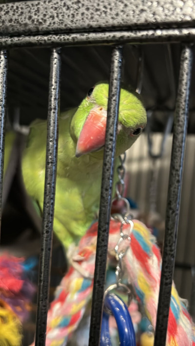 2 year old smart+affectionate MALE  Indian ring neck parrot