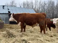 Purebred Hereford 2 year old