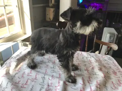 Miniature Schnauzer puppy, View more