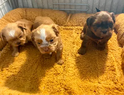 Beautiful Male Shih Tzu Bichon Pups, View more