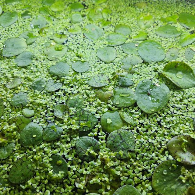 Amazon frogbit  in Fish for Rehoming in Brantford - Image 2